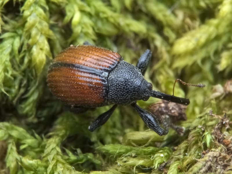 Anthonomus (Anthomorphus) phyllocola (Herbst, 1795)